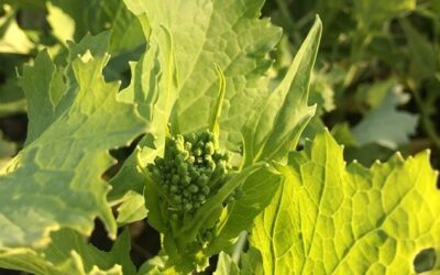 Cima di Rapa! – if a turnip had a baby with spinach and its cousins were chicory and mustard….