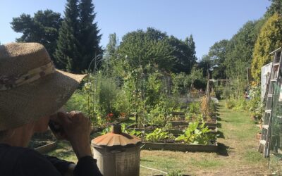 What is Green Manure – and why we should all be growing it!